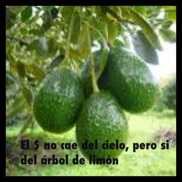limon-1