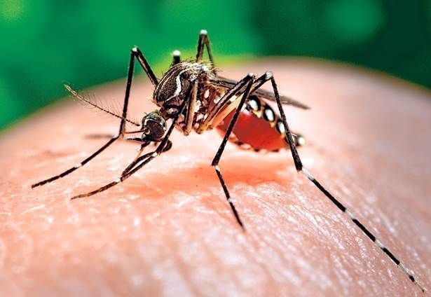 mosquito-chikungunya mosquito-chikungunya