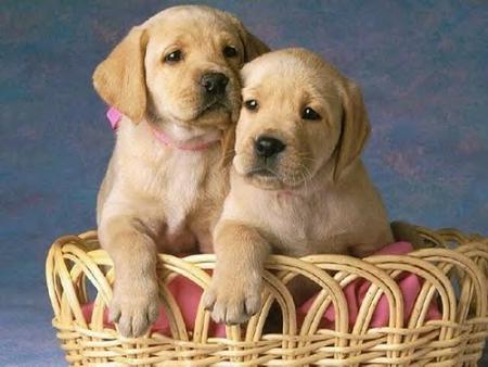cachorros-499