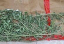 Detienen a un hombre por tener 3 arbustos de marihuana en Fresnillo