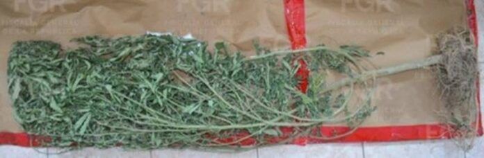 marihuana