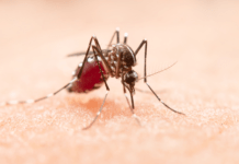 Confirman primer caso de dengue autóctono ¡Evita su propagación!