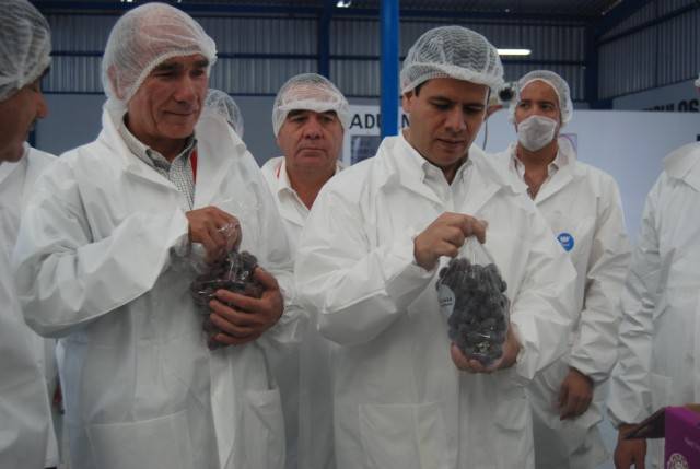 certifican-productores-uva-1-305
