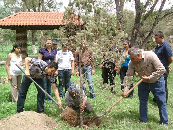 microbosque-momax-96a