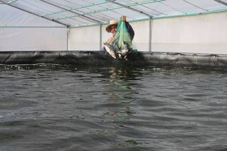 cultivo-peces-1