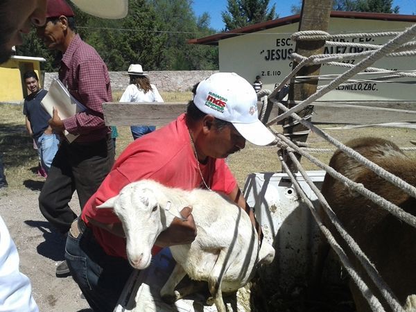 borregos-fresnillo-1