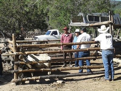 borregos-fresnillo-4