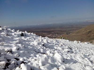 pinos nieve