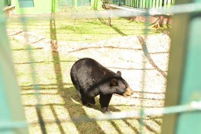 animales uma