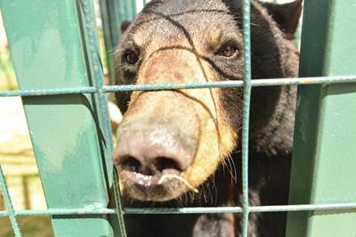 animales uma 1