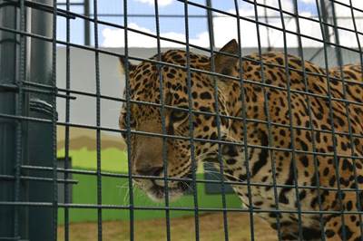 animales uma 2