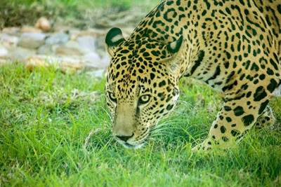 animales uma 5