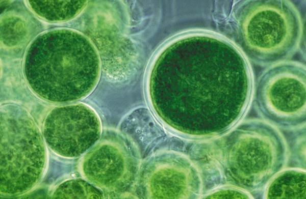 microalga microalga