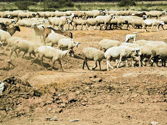 Las borregas buscan alimento donde antes había pastizales. Las borregas buscan alimento donde antes había pastizales.