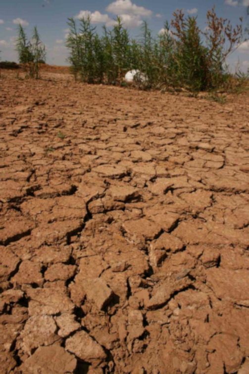 Hay pocas plantas y no se observa fauna en este páramo. Hay pocas plantas, pero no se observa fauna en este páramo.