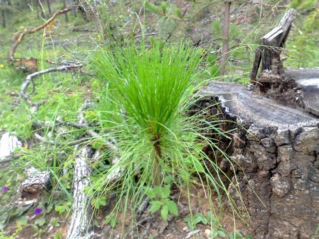 Especies que son plantadas Especies que son plantadas