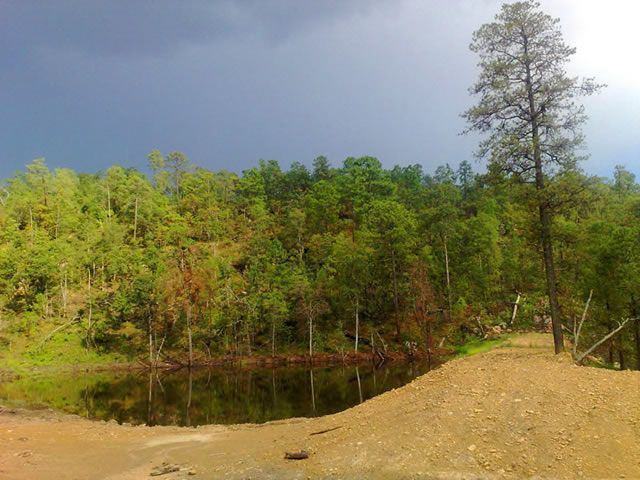 Los bosques se hallan en las partes más altas de la sierra Los bosques se hallan en las partes más altas de la sierra