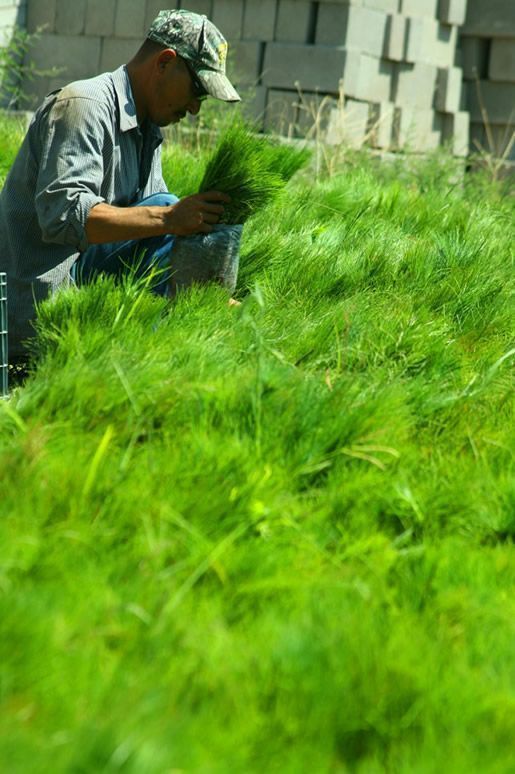 El traslado de las plantas debe hacerse con mucho cuidado El traslado de las plantas debe hacerse con mucho cuidado