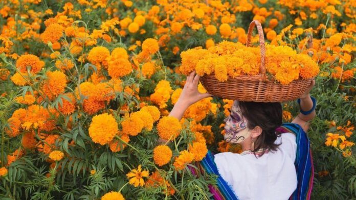 para artículo colores