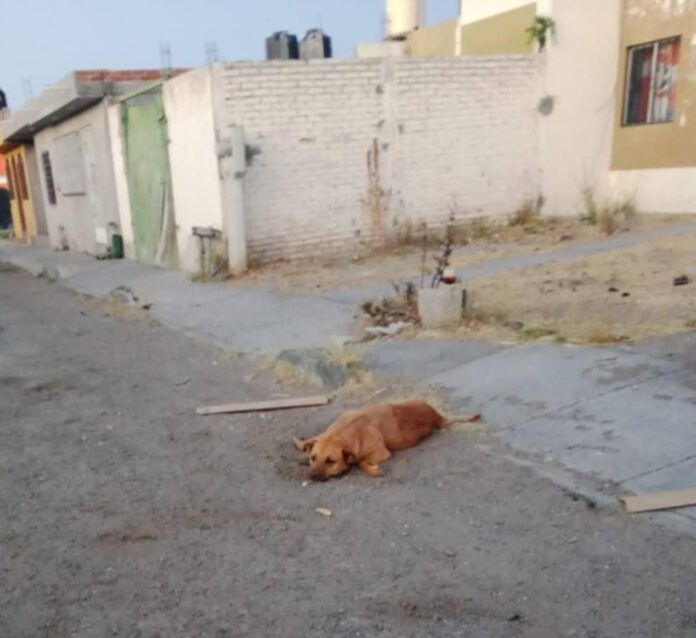 perrito