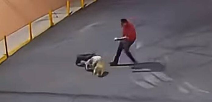 perrito