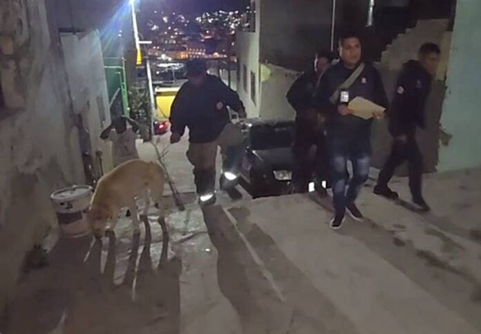 perrito