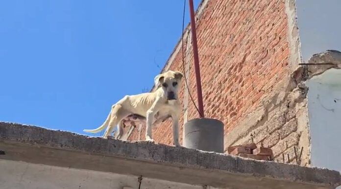 perritos-3