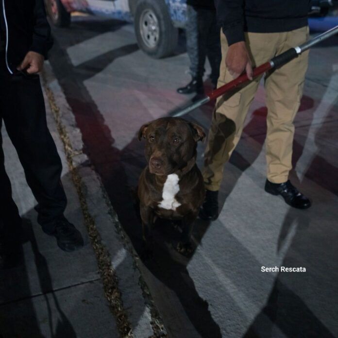 perro-fresnillo