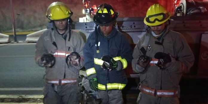 perros (3)