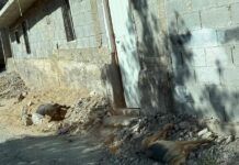 Amanecen varios perros envenenados y atropellados en Concha del Oro
