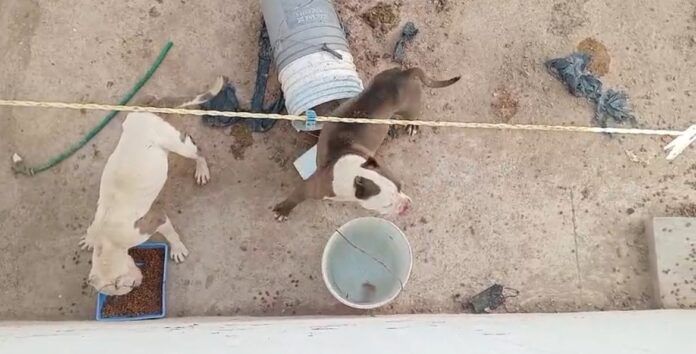 perros