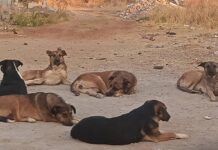 Alertan por quema y robo de perros en Guadalupe