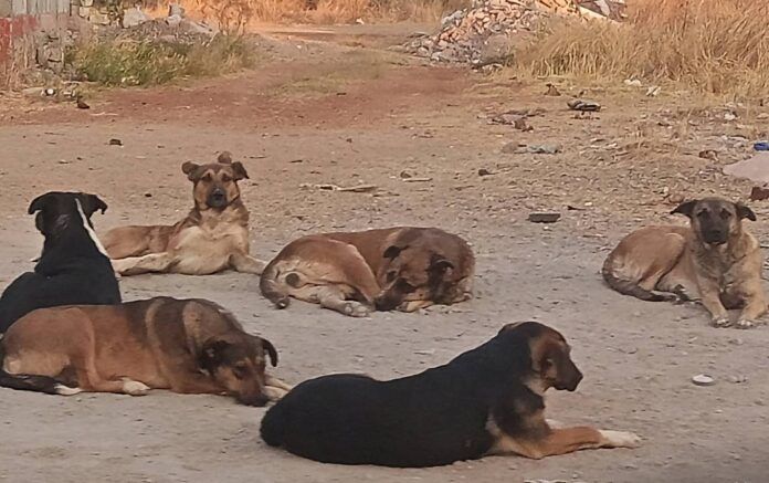 perros-quemados-3