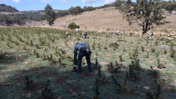 plantío-marihuana-1
