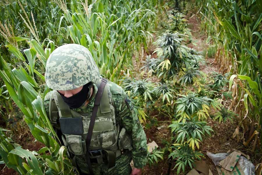 quema-marihuana-zacatecas10