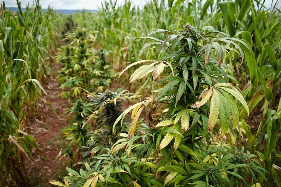 quema-marihuana-zacatecas13