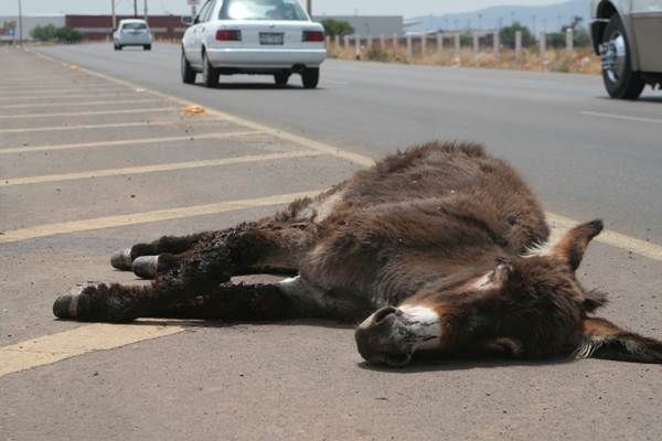 accidente-burro-2