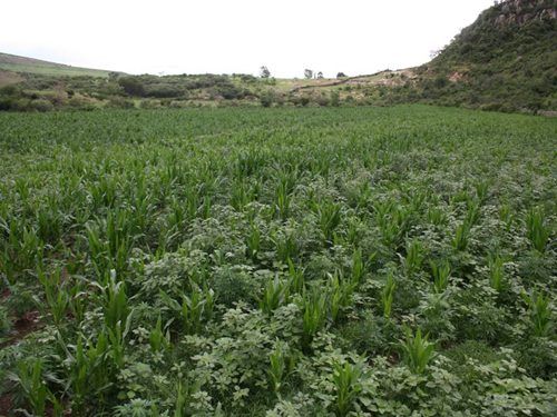 plantio-mota-tepechitlan-2