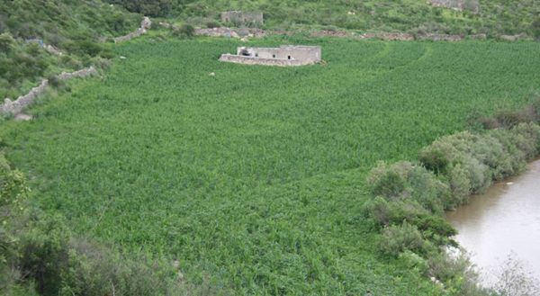 plantio-mota-tepechitlan-4 plantio-mota-tepechitlan-4
