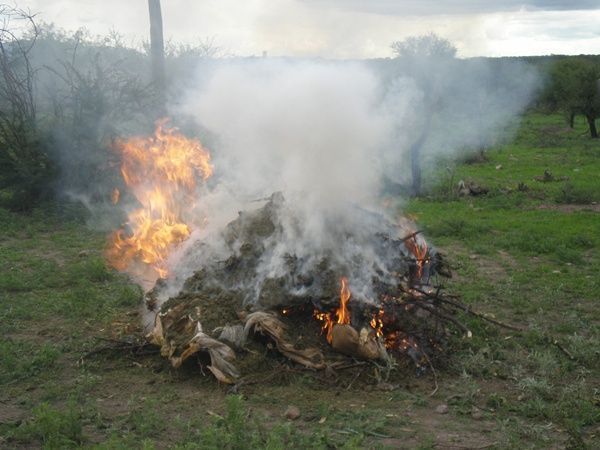 incineracion-marihuana-sedena5