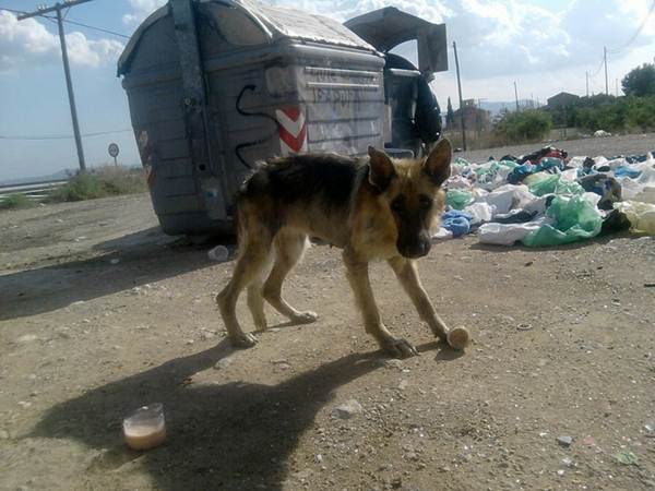 perrito perrito