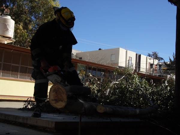 arbol-jardin-ninos