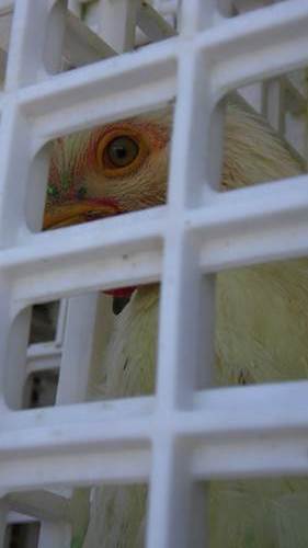 trailer-pollos6