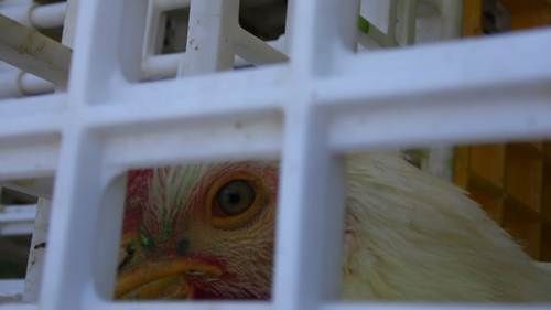 trailer-pollos7
