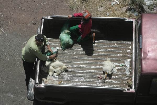 accidentes-pollo-10