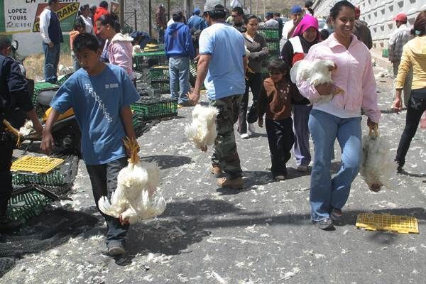 accidentes-pollo-2