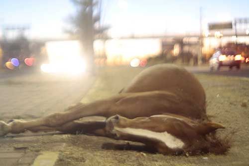 caballo-zacatecas