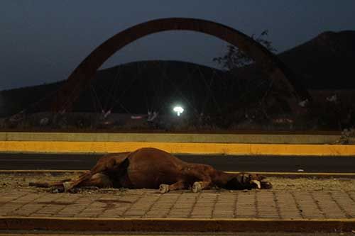 caballo-zacatecas1