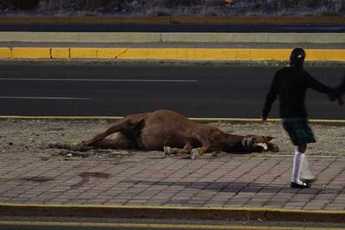 caballo-zacatecas4 caballo-zacatecas4