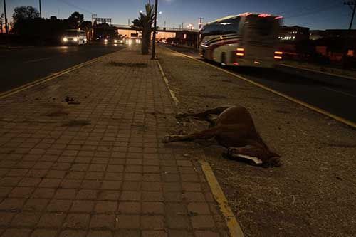 caballo-zacatecas6